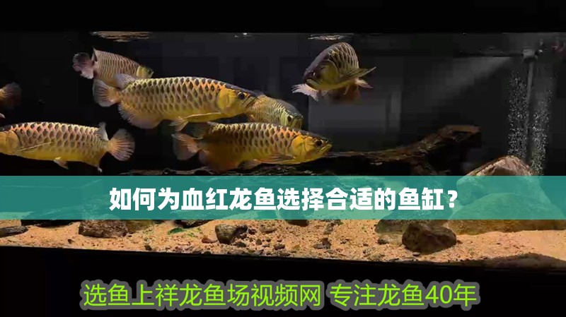 如何為血紅龍魚選擇合適的魚缸？