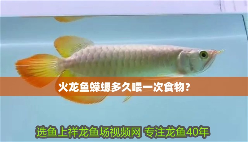火龍魚蠑螈多久喂一次食物？