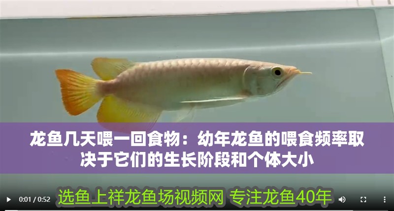 龍魚(yú)幾天喂一回食物：幼年龍魚(yú)的喂食頻率取決于它們的生長(zhǎng)階段和個(gè)體大小