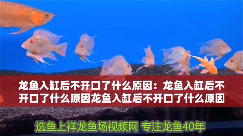 龍魚入缸后不開口了什么原因：龍魚入缸后不開口了什么原因龍魚入缸后不開口了什么原因 龍魚入缸后不開口了什么原因：龍魚入缸后不開口了什么原因龍魚入缸后不開口了什么原因 龍魚百科