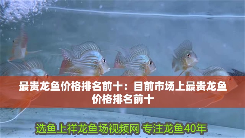 最貴龍魚價格排名前十：目前市場上最貴龍魚價格排名前十