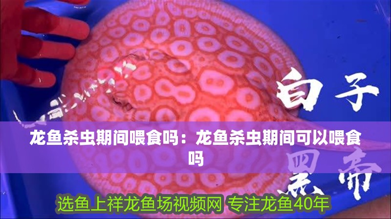 龍魚殺蟲期間喂食嗎：龍魚殺蟲期間可以喂食嗎