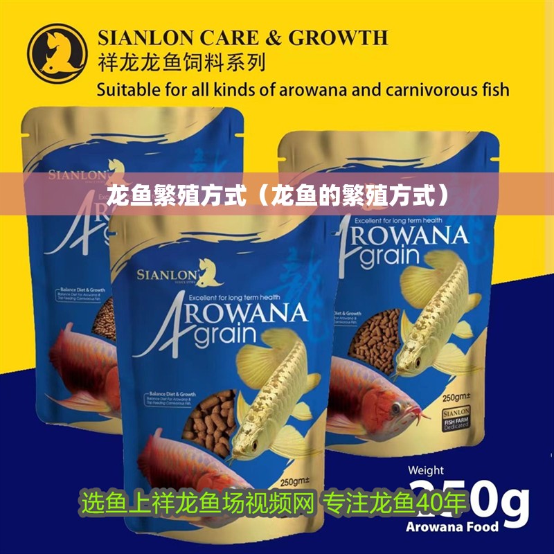 龍魚繁殖方式（龍魚的繁殖方式）