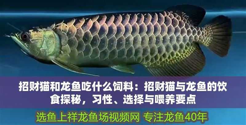 招財貓和龍魚吃什么飼料：招財貓與龍魚的飲食探秘，習性、選擇與喂養要點 招財貓和龍魚吃什么飼料：招財貓與龍魚的飲食探秘，習性、選擇與喂養要點 龍魚百科 第1張