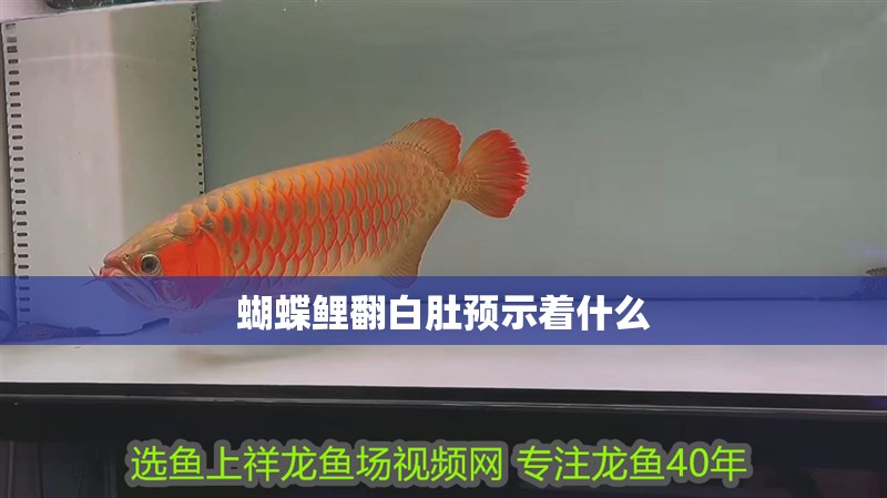 蝴蝶鯉翻白肚預示著什么