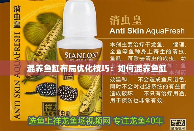 混養(yǎng)魚缸布局優(yōu)化技巧：如何混養(yǎng)魚缸