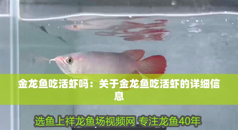 金龍魚吃活蝦嗎：關于金龍魚吃活蝦的詳細信息