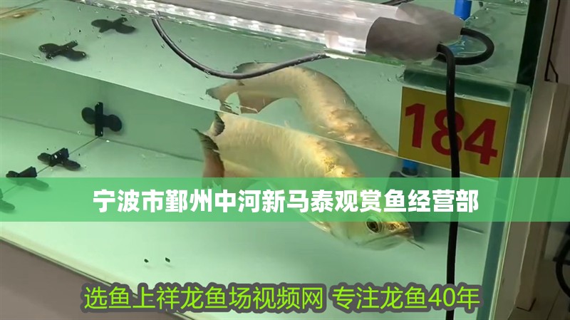 寧波市鄞州中河新馬泰觀賞魚經營部