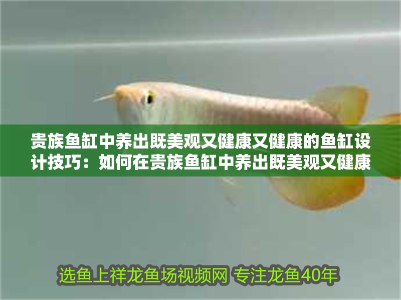貴族魚缸中養出既美觀又健康又健康的魚缸設計技巧：如何在貴族魚缸中養出既美觀又健康的魚