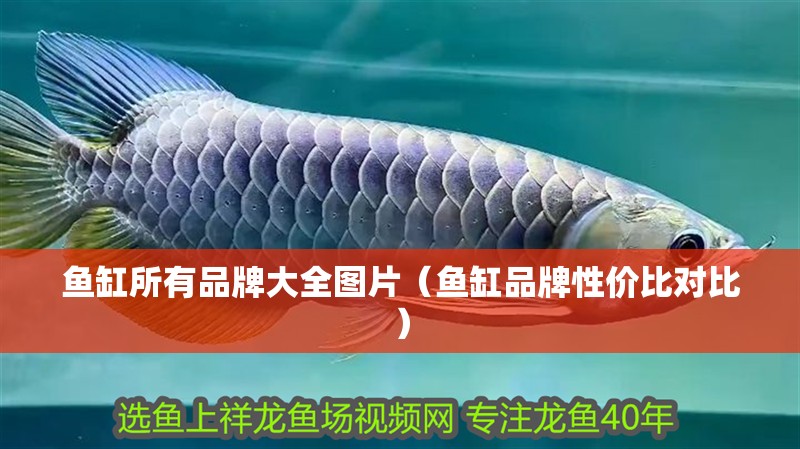 魚缸所有品牌大全圖片（魚缸品牌性價比對比）