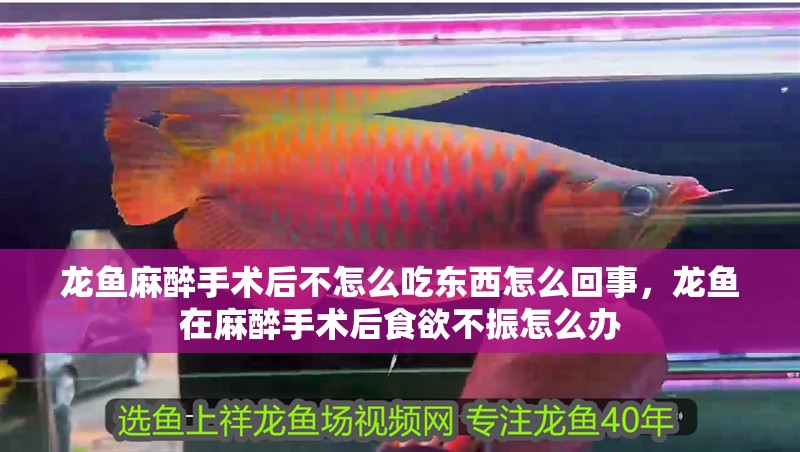 龍魚麻醉手術后不怎么吃東西怎么回事，龍魚在麻醉手術后食欲不振怎么辦