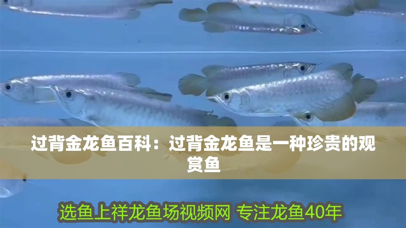 過背金龍魚百科：過背金龍魚是一種珍貴的觀賞魚