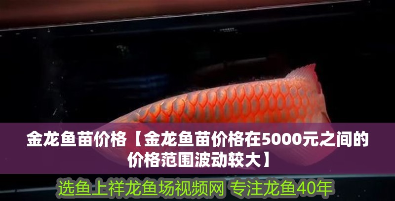 金龍魚(yú)苗價(jià)格【金龍魚(yú)苗價(jià)格在5000元之間的價(jià)格范圍波動(dòng)較大】