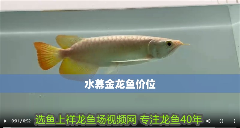 水幕金龍魚價位