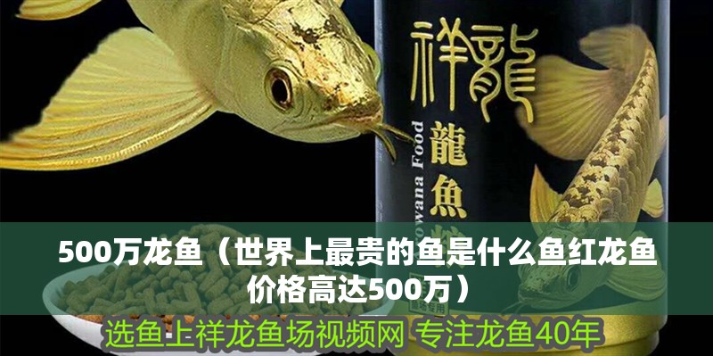 500萬龍魚（世界上最貴的魚是什么魚紅龍魚價格高達500萬）