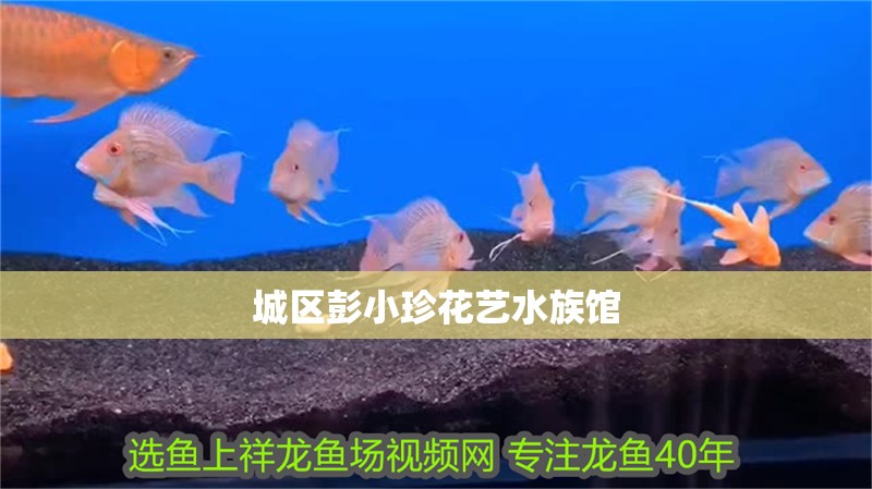 城區彭小珍花藝水族館