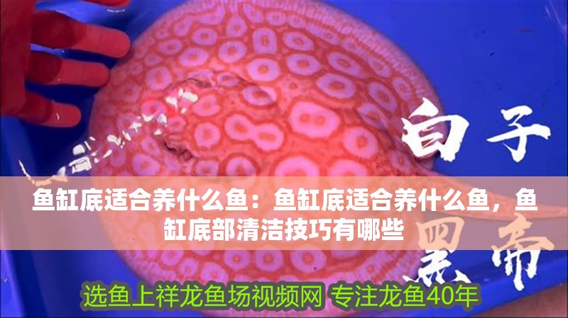 魚缸底適合養(yǎng)什么魚：魚缸底適合養(yǎng)什么魚，魚缸底部清潔技巧有哪些