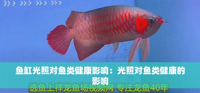 魚缸光照對魚類健康影響：光照對魚類健康的影響