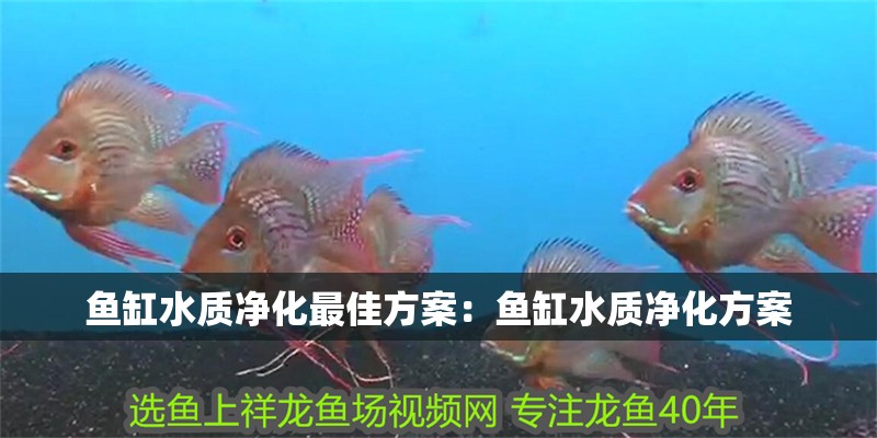 魚缸水質(zhì)凈化最佳方案：魚缸水質(zhì)凈化方案