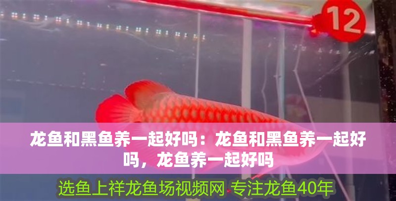 魚缸用增氧泵價格是多少:魚缸增氧機-xtrac增氧機-xtrac增氧機 龍魚和黑魚養一起好嗎:龍魚和黑魚養一起好嗎,龍魚養一起好嗎 龍魚百科 龍魚和黑魚養一起好嗎:龍魚和黑魚養一起好嗎,龍魚養一起好嗎 龍魚和黑魚養一起好嗎:龍魚和黑魚養一起好嗎,龍魚養一起好嗎 龍魚百科