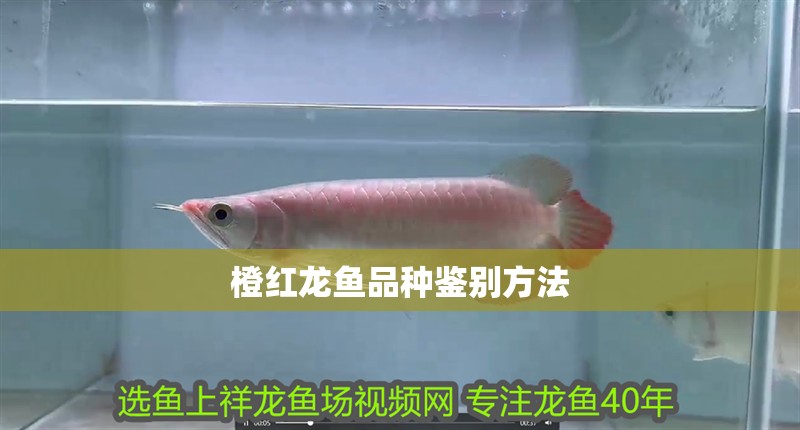 橙紅龍魚品種鑒別方法
