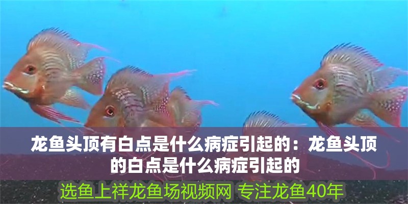 龍魚頭頂有白點是什么病癥引起的：龍魚頭頂的白點是什么病癥引起的