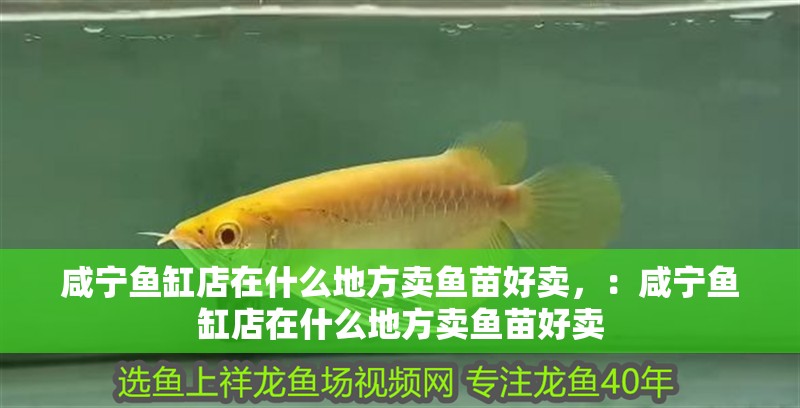 咸寧魚缸店在什么地方賣魚苗好賣，：咸寧魚缸店在什么地方賣魚苗好賣