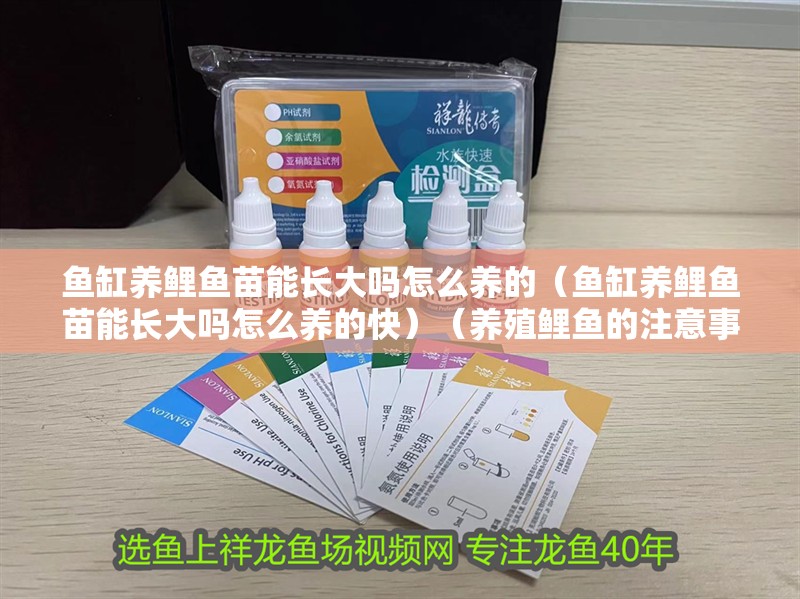 魚缸養鯉魚苗能長大嗎怎么養的（魚缸養鯉魚苗能長大嗎怎么養的快）（養殖鯉魚的注意事項）