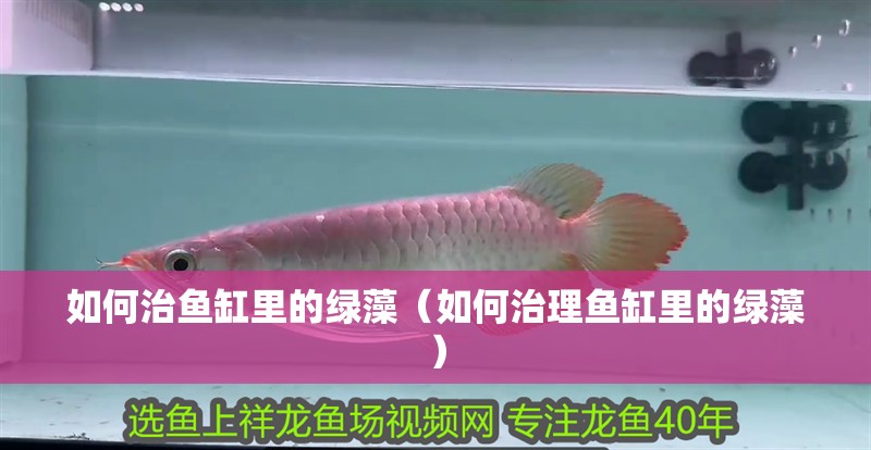 如何治魚缸里的綠藻（如何治理魚缸里的綠藻）