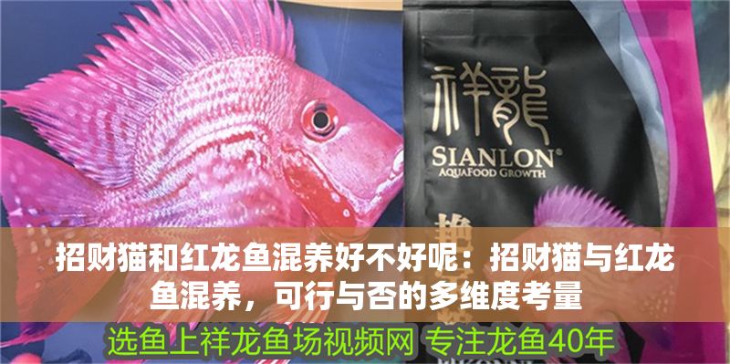 招財(cái)貓和紅龍魚混養(yǎng)好不好呢：招財(cái)貓與紅龍魚混養(yǎng)，可行與否的多維度考量