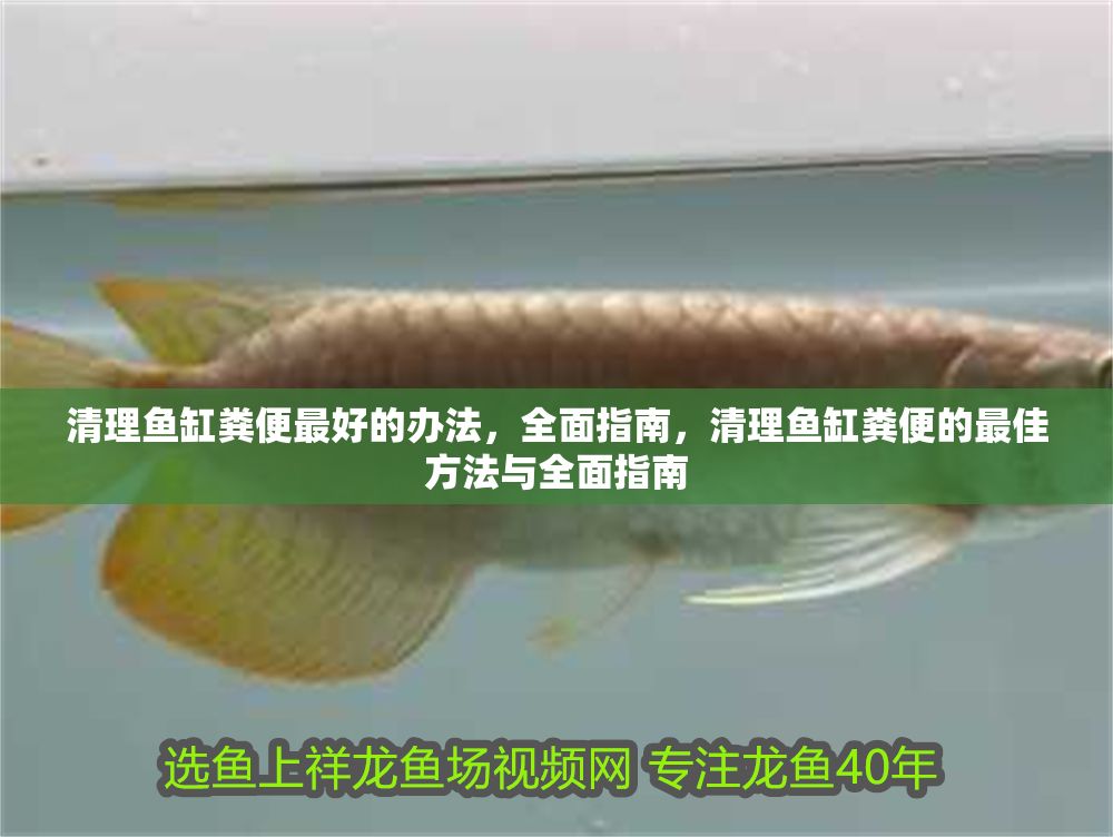 清理魚缸糞便最好的辦法，全面指南，清理魚缸糞便的最佳方法與全面指南