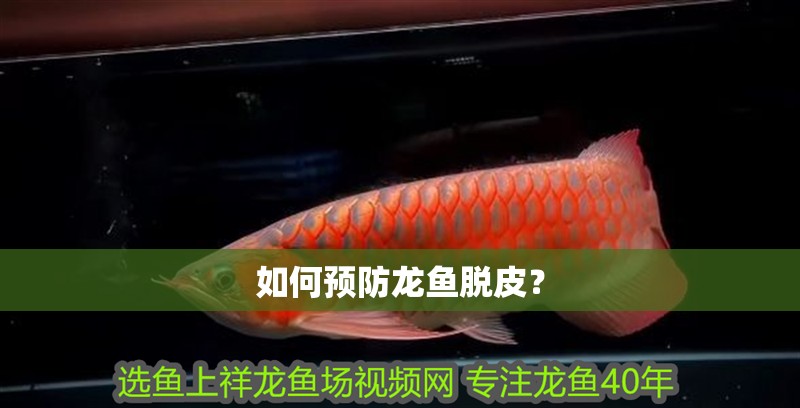 如何預防龍魚脫皮？