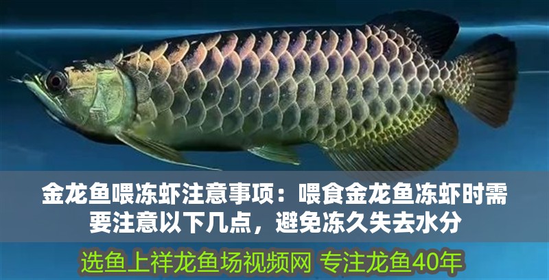 金龍魚喂凍蝦注意事項：喂食金龍魚凍蝦時需要注意以下幾點，避免凍久失去水分