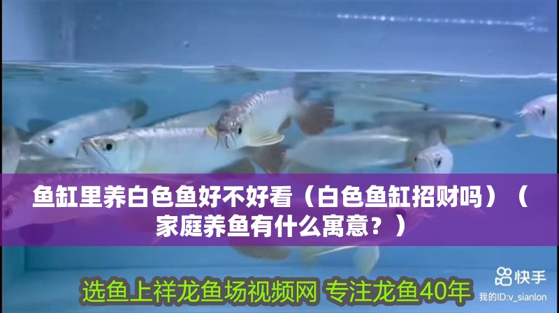 魚缸里養白色魚好不好看（白色魚缸招財嗎）（家庭養魚有什么寓意？）
