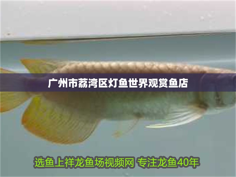 廣州市荔灣區燈魚世界觀賞魚店