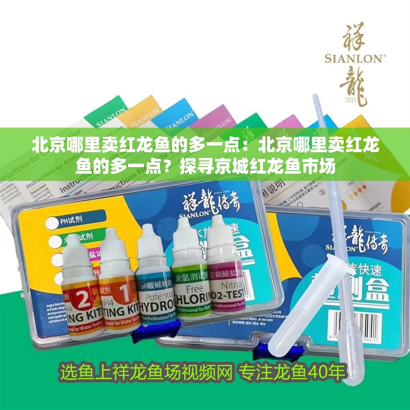 北京哪里賣紅龍魚的多一點：北京哪里賣紅龍魚的多一點？探尋京城紅龍魚市場