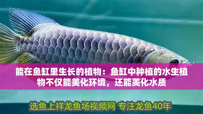 能在魚缸里生長的植物：魚缸中種植的水生植物不僅能美化環境，還能美化水質 能在魚缸里生長的植物：魚缸中種植的水生植物不僅能美化環境，還能美化水質 魚缸百科
