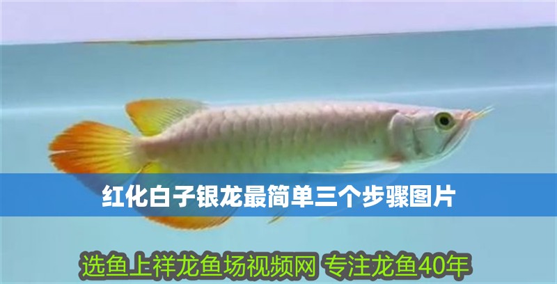 紅化白子銀龍最簡(jiǎn)單三個(gè)步驟圖片