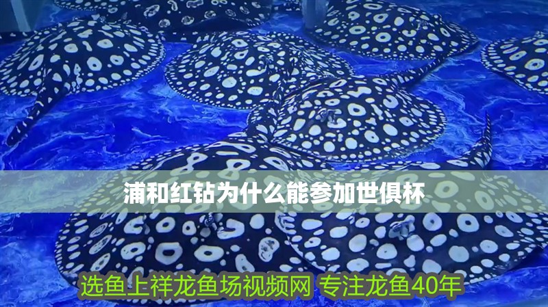 浦和紅鉆為什么能參加世俱杯