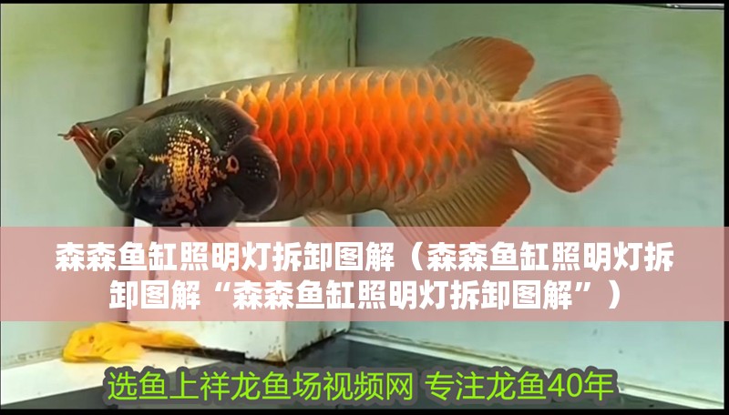 森森魚缸照明燈拆卸圖解（森森魚缸照明燈拆卸圖解“森森魚缸照明燈拆卸圖解”）