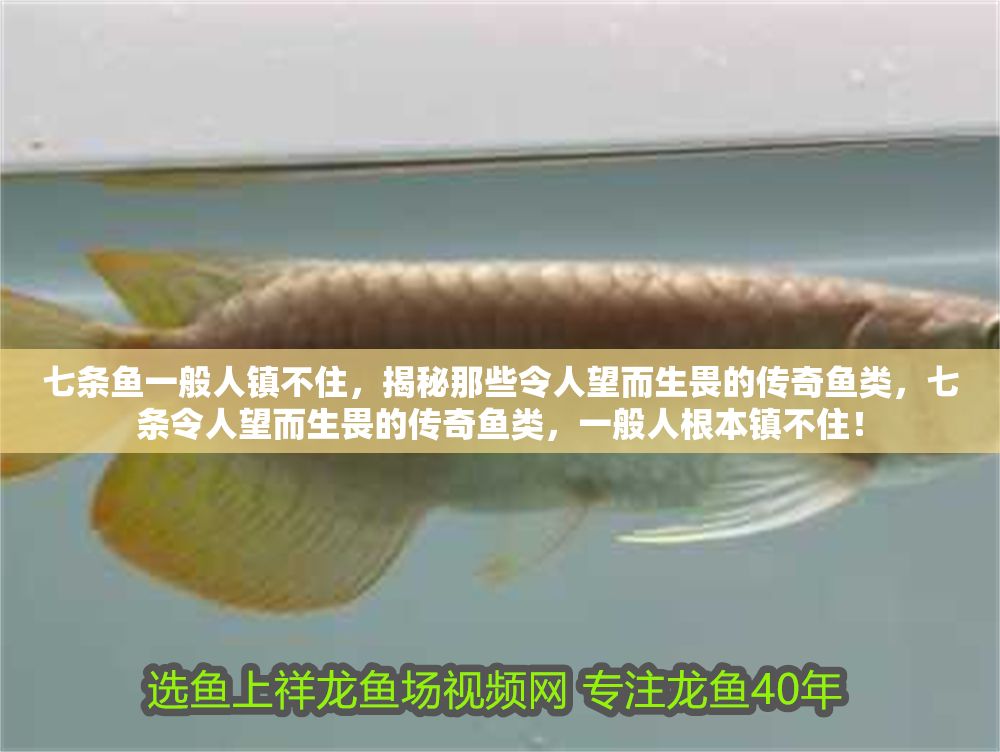 七條魚一般人鎮不住，揭秘那些令人望而生畏的傳奇魚類，七條令人望而生畏的傳奇魚類，一般人根本鎮不住！