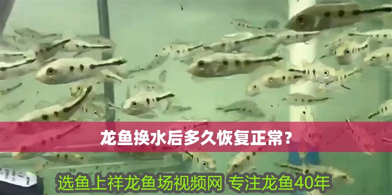 龍魚換水后多久恢復正常？