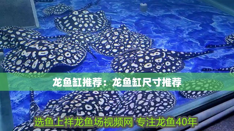 龍魚缸推薦：龍魚缸尺寸推薦