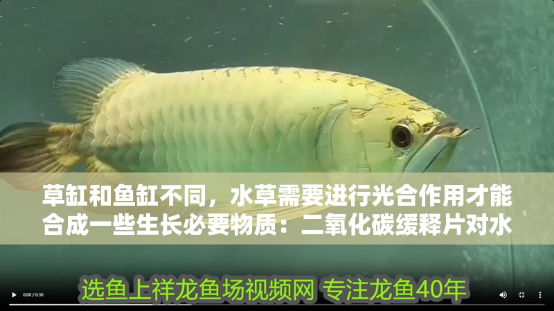 草缸和魚(yú)缸不同，水草需要進(jìn)行光合作用才能合成一些生長(zhǎng)必要物質(zhì)：二氧化碳緩釋片對(duì)水草是否有用