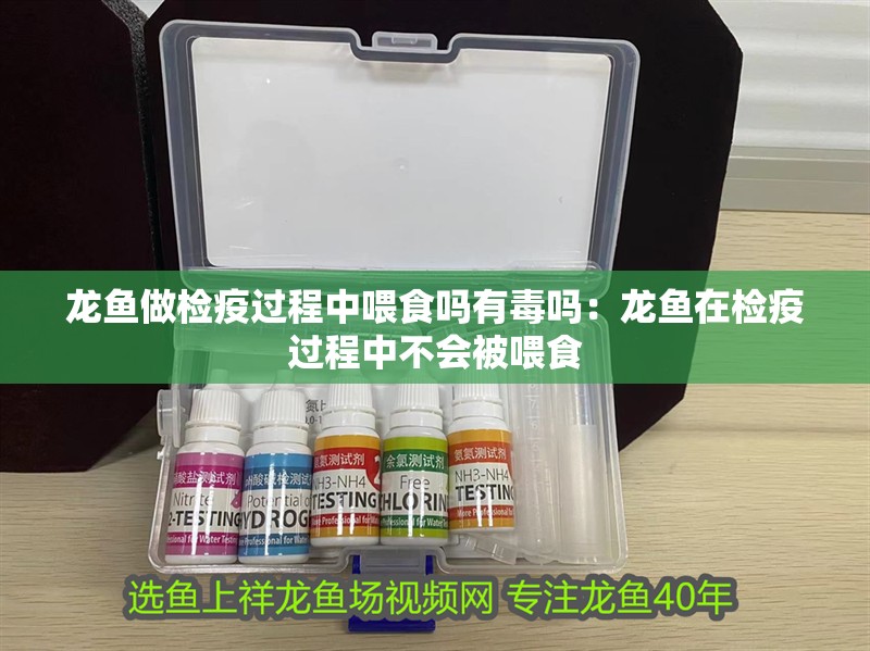 龍魚做檢疫過程中喂食嗎有毒嗎：龍魚在檢疫過程中不會被喂食