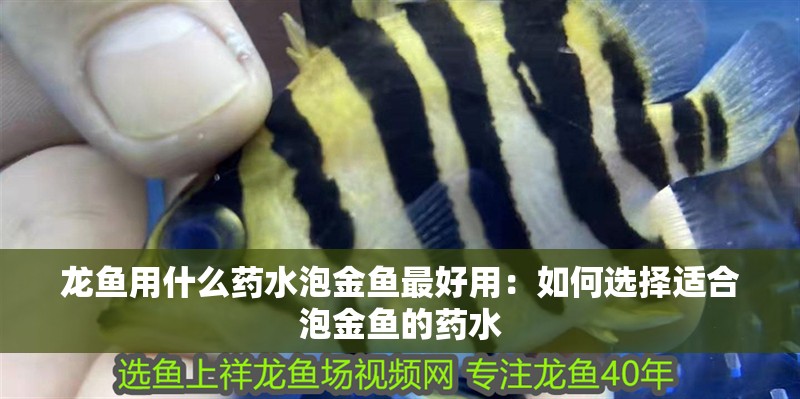 龍魚用什么藥水泡金魚最好用：如何選擇適合泡金魚的藥水