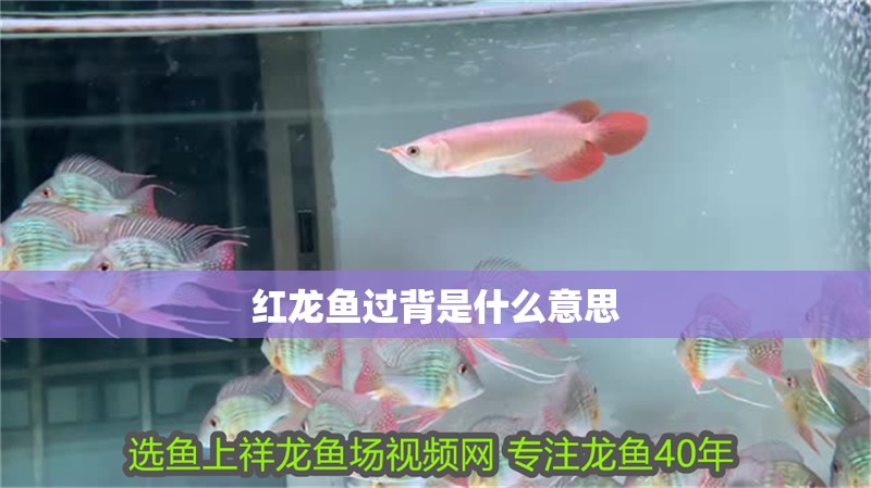 紅龍魚過背是什么意思