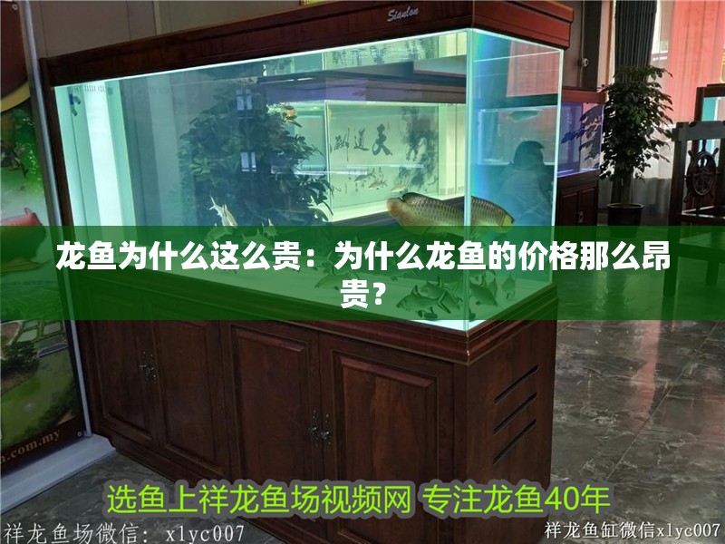 龍魚為什么這么貴：為什么龍魚的價格那么昂貴？