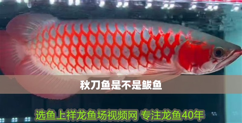 秋刀魚是不是鲅魚