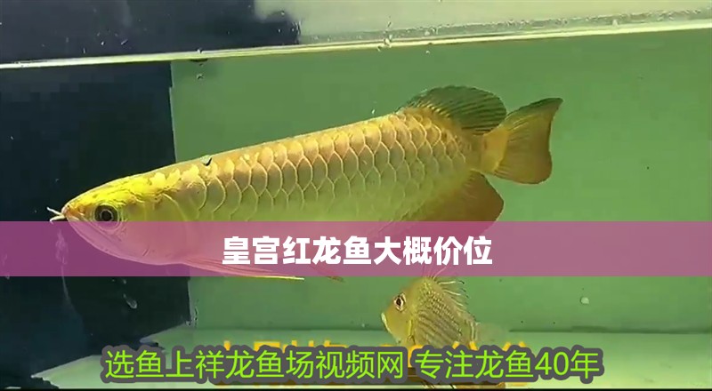 皇宮紅龍魚大概價位